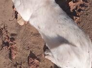 Grajewo ogłoszenia: Zaginął roczny kotek w okolicy Wojewodzina. Jakby ktoś widział... - zdjęcie