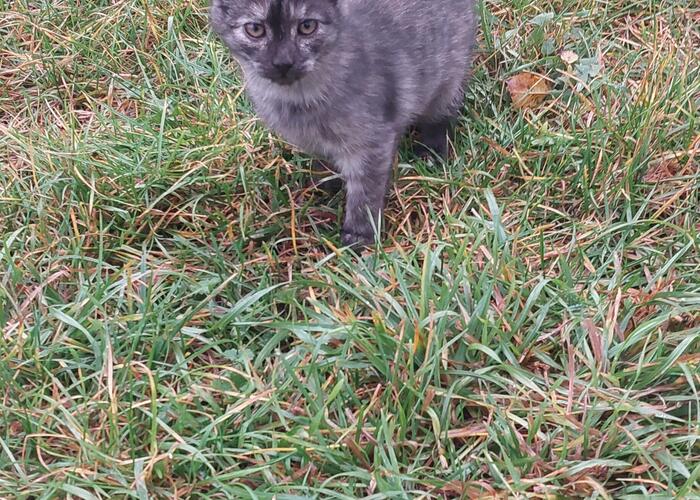 Grajewo ogłoszenia: Oddam kotki Grajewo