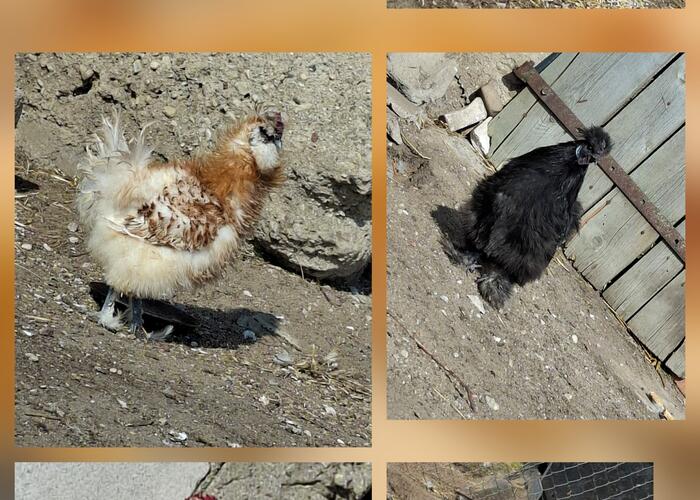 Grajewo ogłoszenia: Szprzedam młode koguty silki. I zwykłe