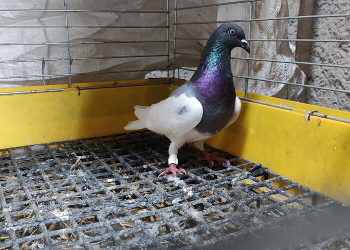 Grajewo ogłoszenia: Sprzedam gołębia widocznego na zdjęciach samica, lub zamienię...