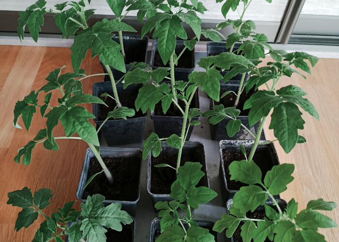 Grajewo ogłoszenia: Sprzedam pomidory nadwyżka własnych sadzonek:  odmiany malinowe...